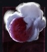Fallen Ember x99